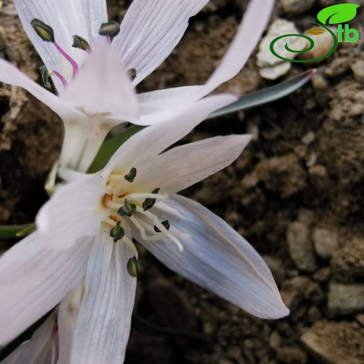 Colchicaceae-Acıçiğdemgiller