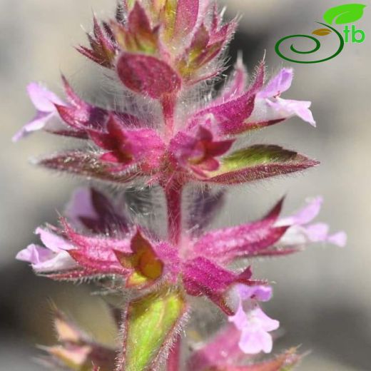 Stachys woronowii