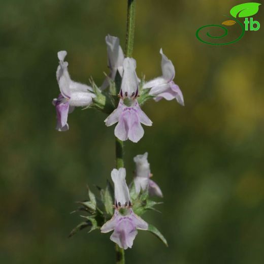 Stachys iberica