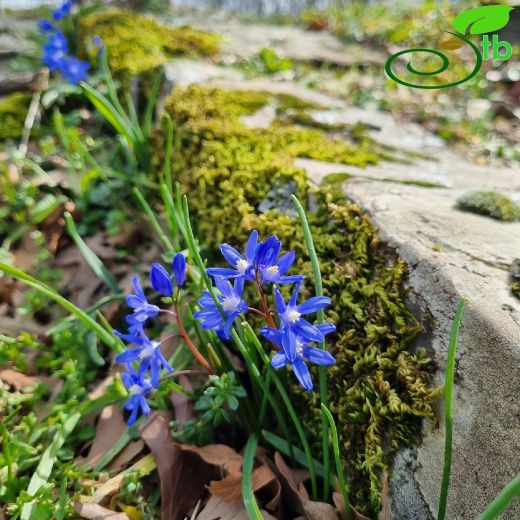 Asparagaceae-Kuşkonmazgiller