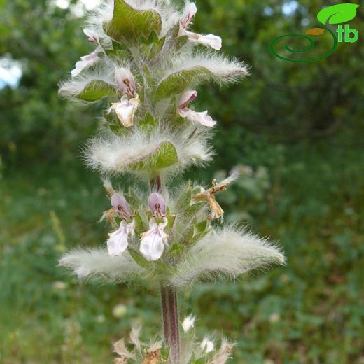 Stachys huber-morathii