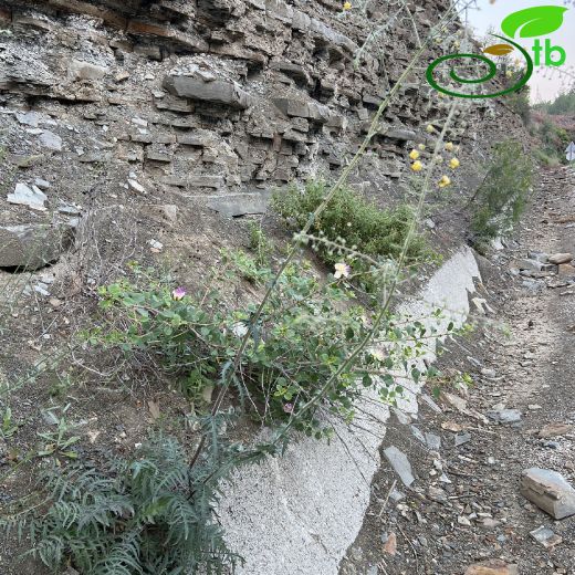 Verbascum-Sığırkuyruğu