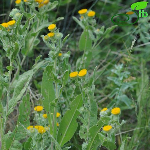 Inula oculus-christi