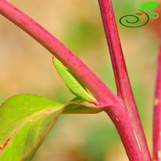 Phytolaccaceae-Şekerciboyasıgiller