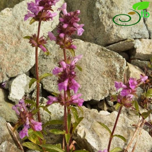 Stachys iberica