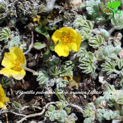 Potentilla pulvinaris