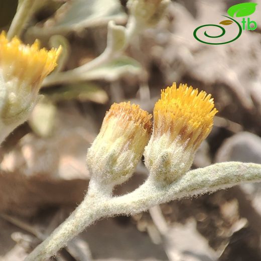 Inula-Andızotu