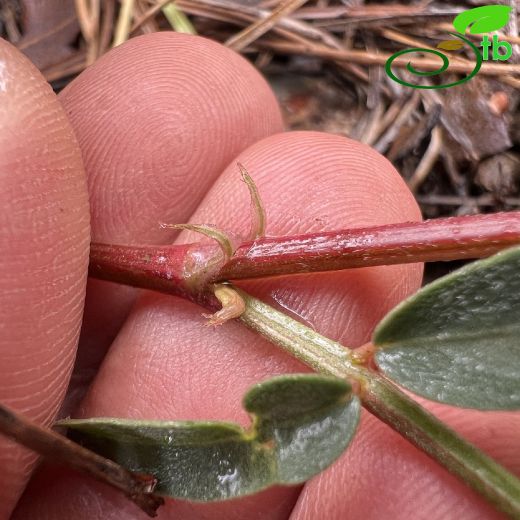 Hedysarum antitauricum