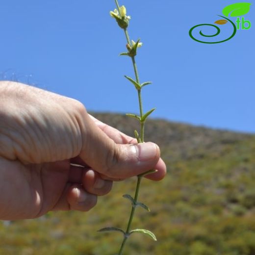 Sideritis leptoclada