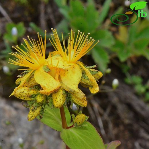 Hypericum venustum