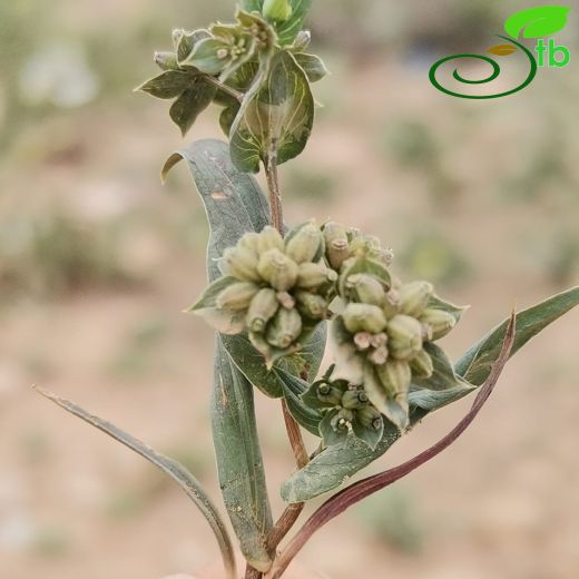 Bupleurum lancifolium