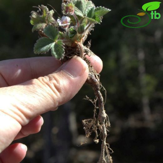 Potentilla micrantha