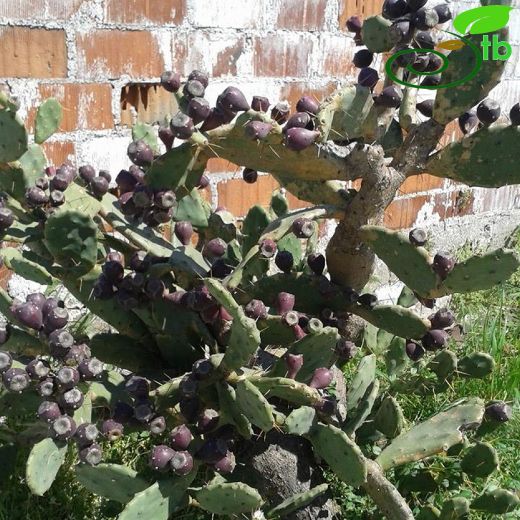 Cactaceae-Kaktüsgiller