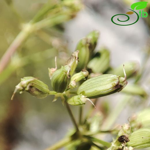 Peucedanum-Hınzırotu