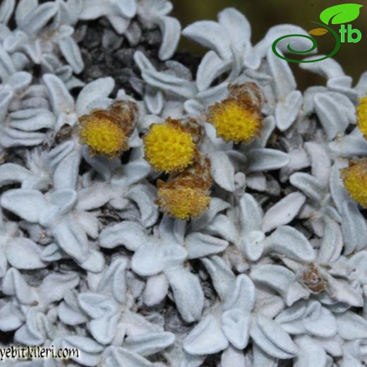 Helichrysum unicapitatum