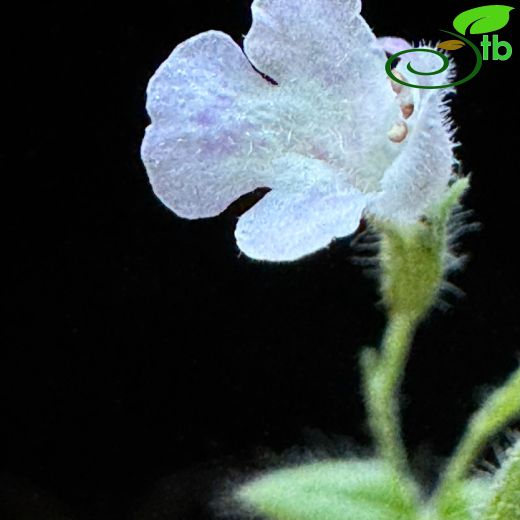 Micromeria aybalae