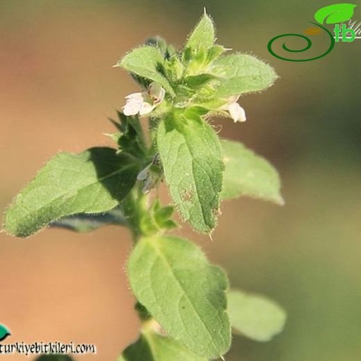 Stachys menthoides