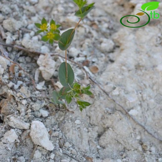 Bupleurum heldreichii