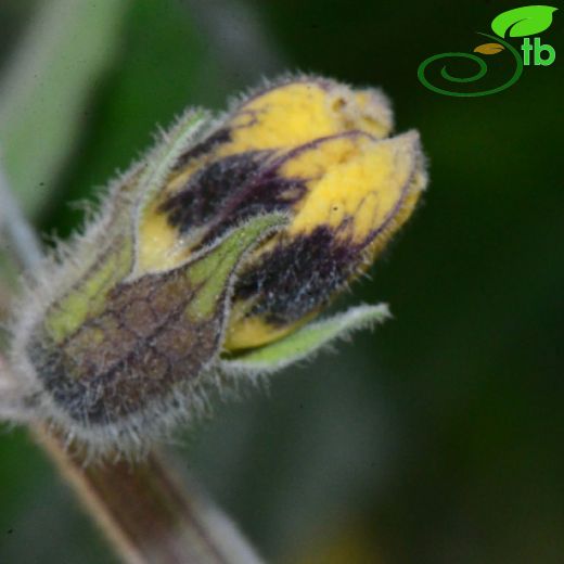 Solanaceae-Patlıcangiller