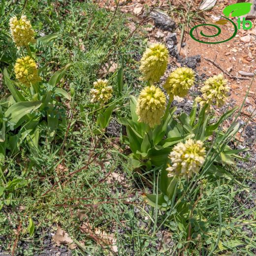 Orchis punctulata