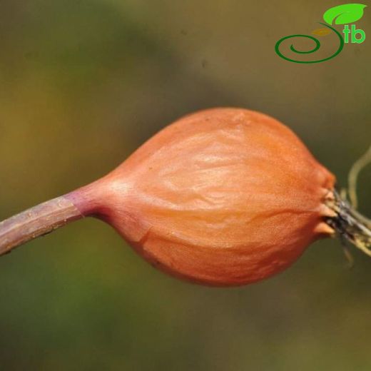 Allium ahmet-tirasii