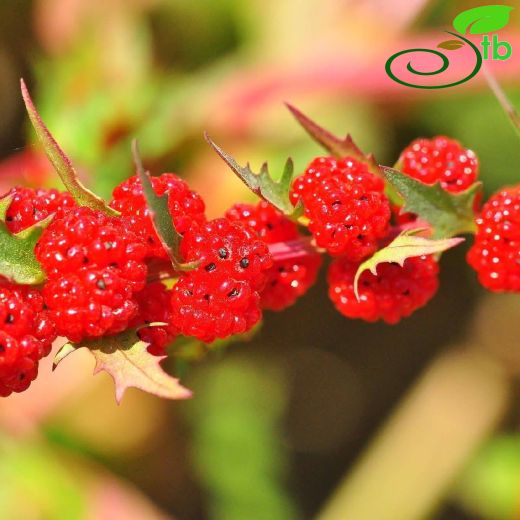 Amaranthaceae-Horozibiğigiller