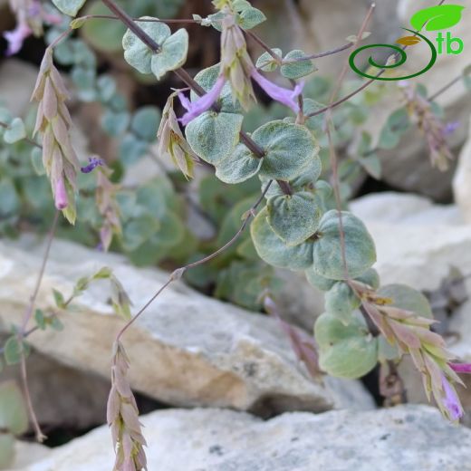 Origanum husnucanbaseri