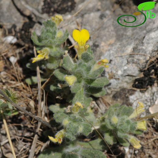 Ajuga bombycina