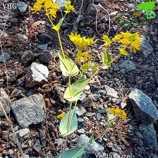 Bupleurum lophocarpum