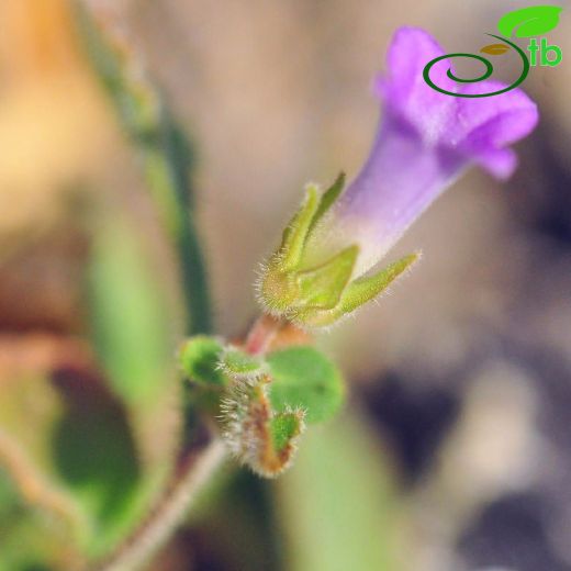 Campanula davisii