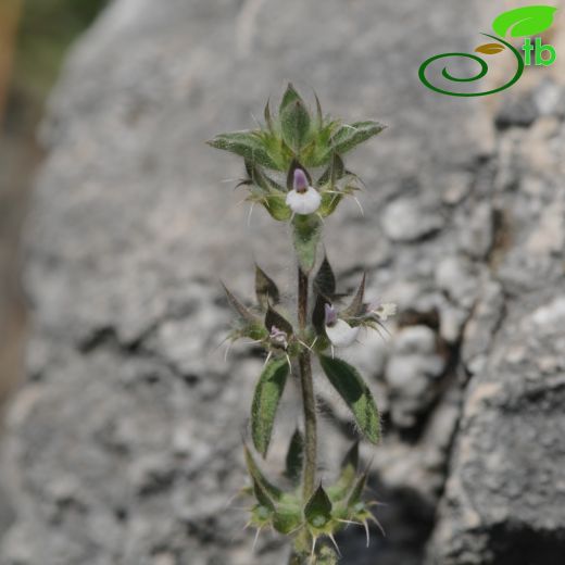 Sideritis romana