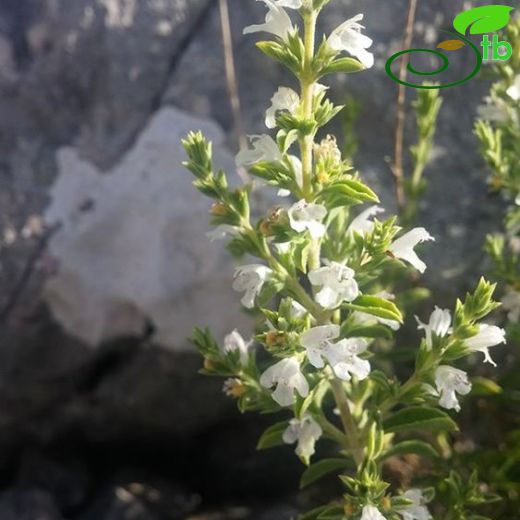 Satureja cuneifolia