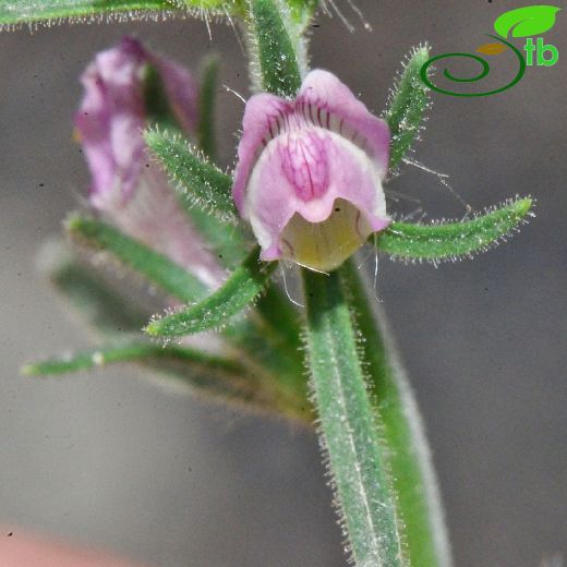 Misopates orontium