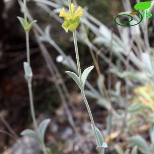 Sideritis niveotomentosa