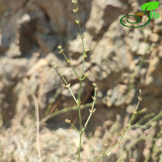 Rubiaceae-Kökboyagiller