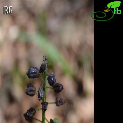 Muscari latifolium