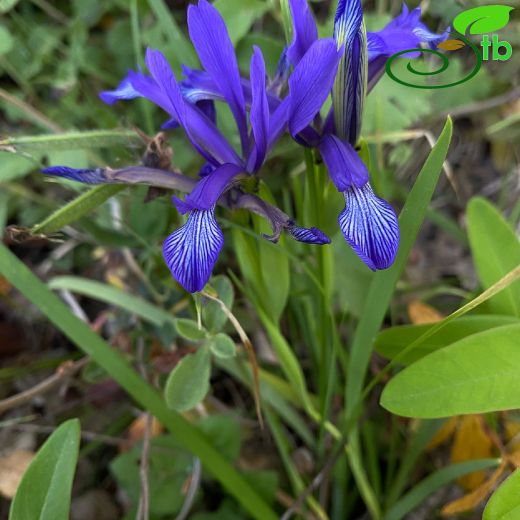 Iris-Süsen