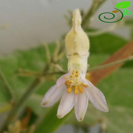  Delphinium sclerocladum