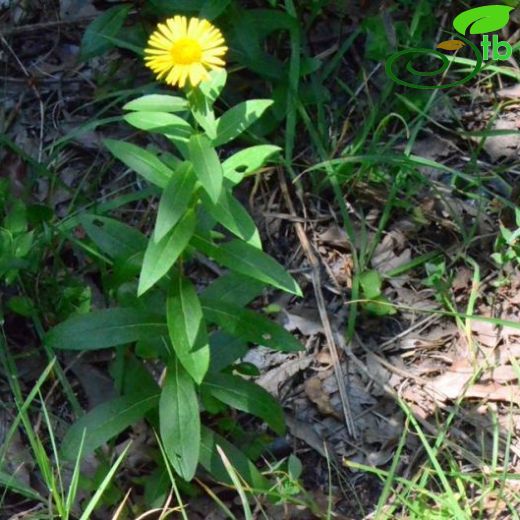 Inula salicina