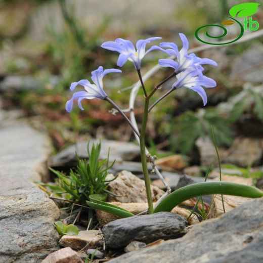 Chionodoxa salbacus