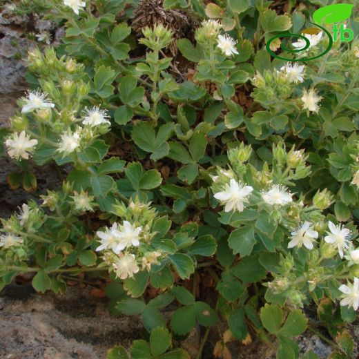 Potentilla libanotica