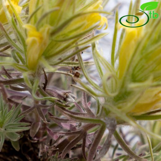 Bungea-Üçkernekotu