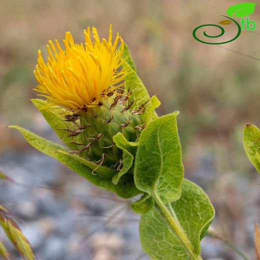 Centaurea polypodiifolia