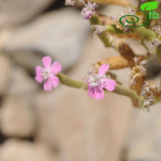 Silene assyriaca