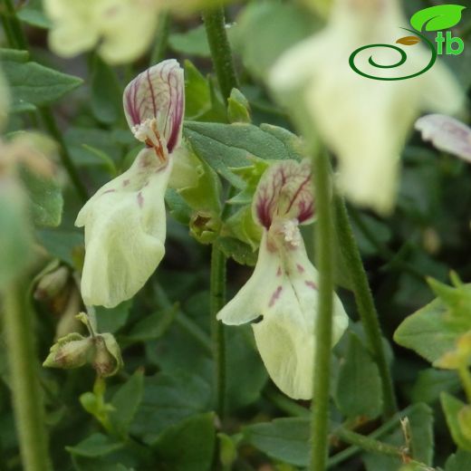 Stachys kurdica