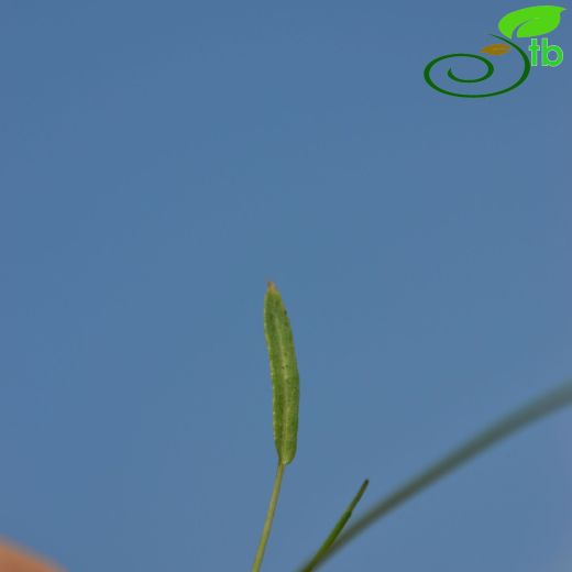Falcaria falcarioides