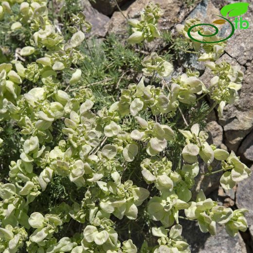 Bornmuellera angustifolia