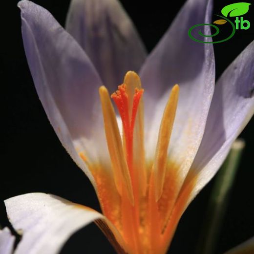 Crocus rechingeri