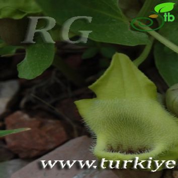 Aristolochia cilicica