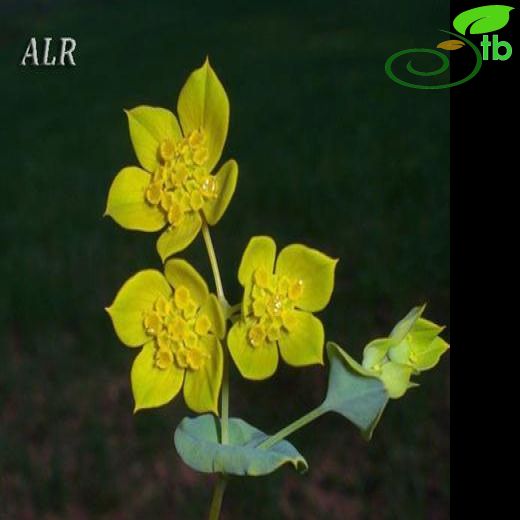 Bupleurum lancifolium